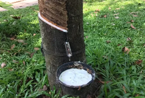 Demonstration of traditional rubber tapping in a plantation during the Koh Yao Noi cycling tour with Phuket Travel Store