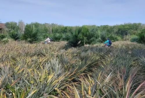 Phuket Countryside Cycling Phuket Travel Store 3