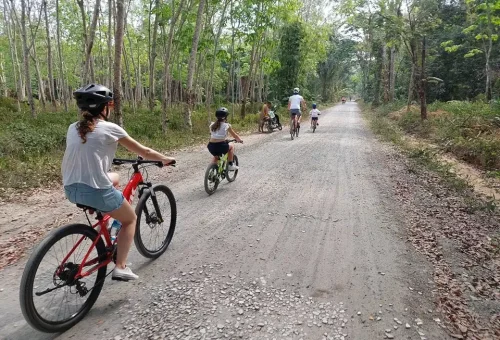 Cyclist riding along a shaded path through a rubber tree plantation in Phuket, surrounded by tall, evenly spaced trees and dappled sunlight
