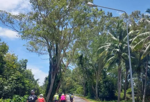 Cycling guides and riders biking along a quiet countryside road in Phuket, surrounded by tropical trees and open landscapes under a sunny sky.