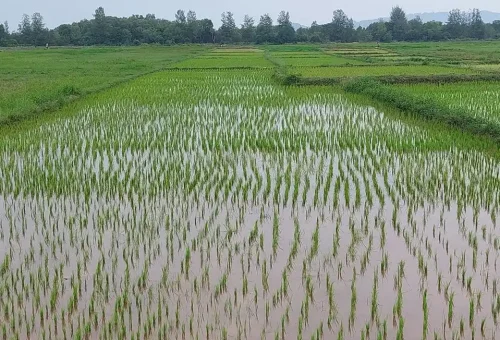 Lush green rice field at Koh Yao Noi with distant palm trees and mountain backdrops under a bright tropical sky.