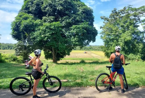 Cyclist riding through lush natural landscapes on Koh Yao Noi, surrounded by tropical greenery, open fields, and serene island scenery.