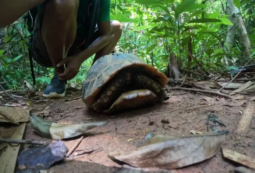 A giant turtle resting on the rainforest floor in Phuket, surrounded by dense jungle foliage and natural habitat.