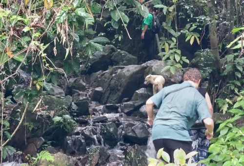 Hiker trekking through a lush rainforest trail in Phuket, surrounded by tall tropical trees, ferns, and vibrant green foliage.