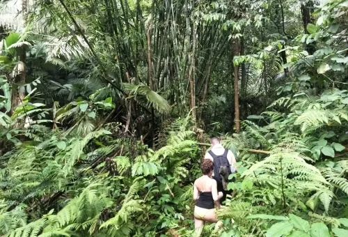 phuket-rainforest-and-waterfall-hiking-phuket-travel-store-11