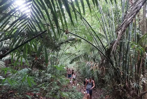 Group of hikers navigating a shaded jungle path in Phuket’s rainforest, surrounded by tropical plants, towering trees, and thick greenery.