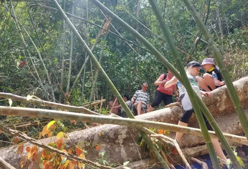 Customers hiking through a vibrant jungle trail in Phuket’s rainforest, surrounded by thick vegetation, towering trees, and tropical atmosphere.