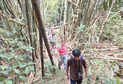 Group of hikers walking through a serene bamboo forest in Phuket’s jungle, surrounded by tall, slender bamboo stalks and dappled sunlight.