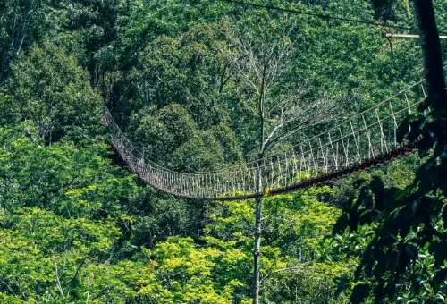 Thrilled participant soaring on a zipline high above the tropical forest at Flying Hanuman in Phuket, surrounded by green canopy
