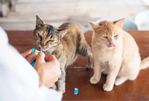 Cats relaxing on the sandy beach of Khai Nai Island during the Phi Phi Island speed catamaran tour with Phuket Travel Store