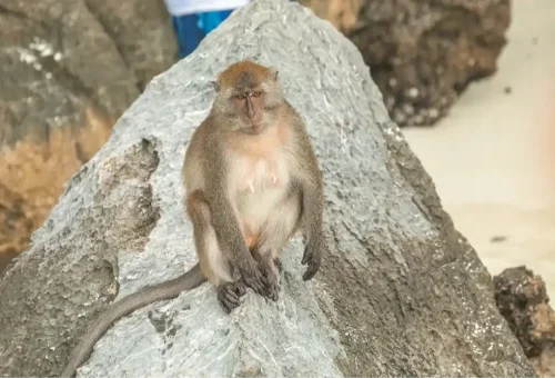 Monkeys on the sandy shore of Monkey Beach, surrounded by clear water and limestone cliffs, captured during the Phi Phi Island speed catamaran tour by Phuket Travel Store