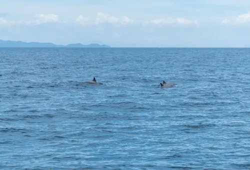 maiton-island-phuket-travel-store-1