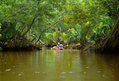 Canoe navigating through the tranquil mangrove tunnels of Takuapa’s Little Amazon, surrounded by dense tropical foliage and banyan roots.