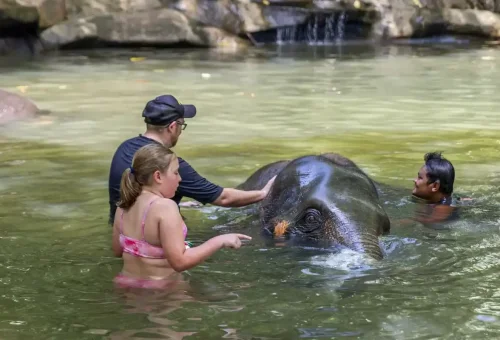 Traveler bathing an elephant in a natural river near Khao Lak during an ethical wildlife experience with Phuket Travel Store.