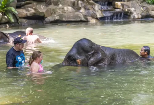 Tourist gently washing an elephant in a peaceful jungle stream near Khao Lak, part of a responsible experience by Phuket Travel Store.