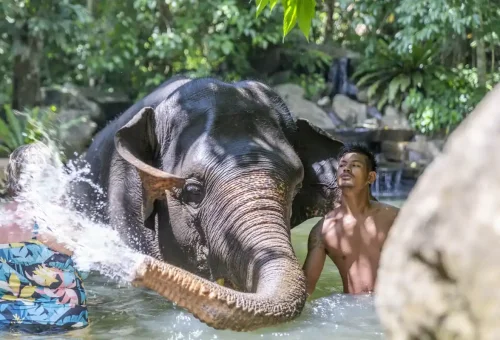 Smiling traveler interacting with an elephant during a hands-on bathing experience in Khao Lak, organized by Phuket Travel Store.