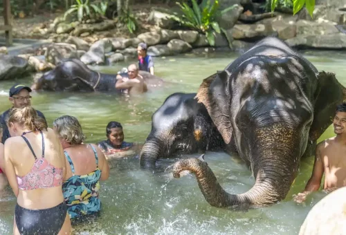 Elephant splashing water during a bathing session in a natural Khao Lak river, part of a sustainable tour by Phuket Travel Store.