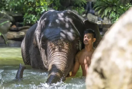 Visitors bathing a rescued elephant in a forest stream near Khao Lak, featured in a sustainable tour by Phuket Travel Store.