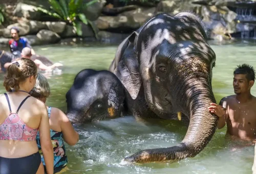 Guests interacting with an elephant during a guided bathing activity in Khao Lak, offered through Phuket Travel Store’s ethical wildlife tour.