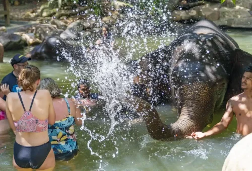 Elephant enjoying a mud bath in a natural sanctuary near Khao Lak, part of a responsible wildlife experience by Phuket Travel Store.