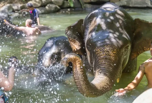 Happy traveler bathing an elephant in a jungle river near Khao Lak, featured in a sustainable tour by Phuket Travel Store.