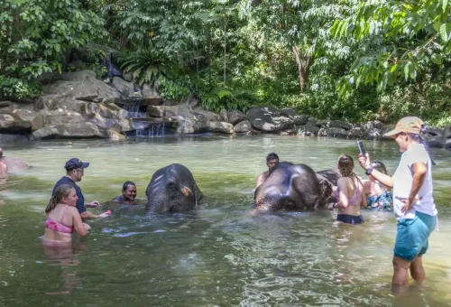 Visitor feeding an elephant in a natural sanctuary near Khao Lak during an ethical tour organized by Phuket Travel Store.
