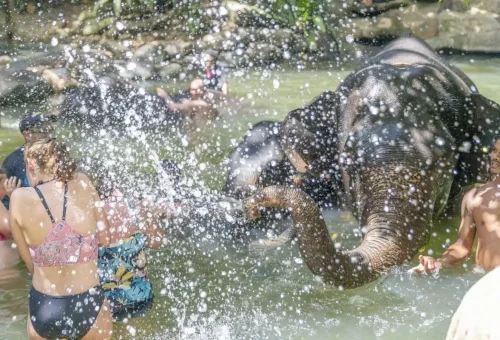Elephant gently spraying water during a bathing session in Khao Lak, part of an ethical wildlife experience with Phuket Travel Store.