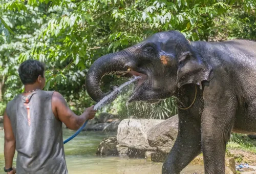 Elephant walking alongside visitors during an ethical wildlife tour in Khao Lak, hosted by Phuket Travel Store.