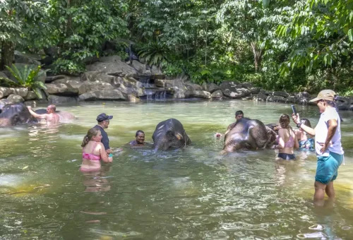 Elephant bathing in a river surrounded by tropical greenery near Khao Lak, featured in an ethical tour by Phuket Travel Store.