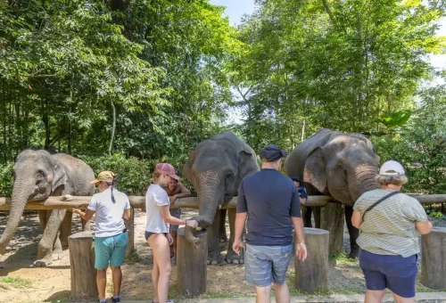 Elephant enjoying a bath in a river surrounded by jungle near Khao Lak during an ethical wildlife tour by Phuket Travel Store.