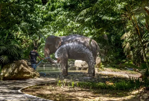 Elephant spraying water during a bathing experience in the lush jungle near Khao Lak, offered by Phuket Travel Store.