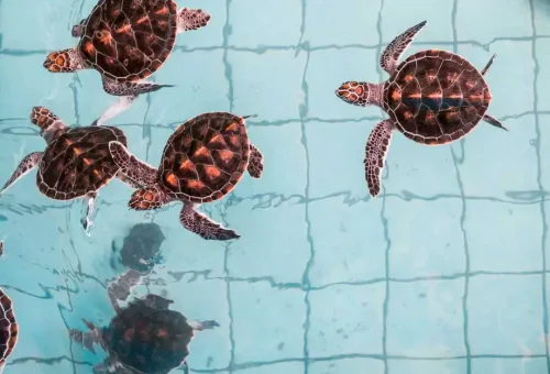 Khao Lak Safari Phuket Travel Store 1