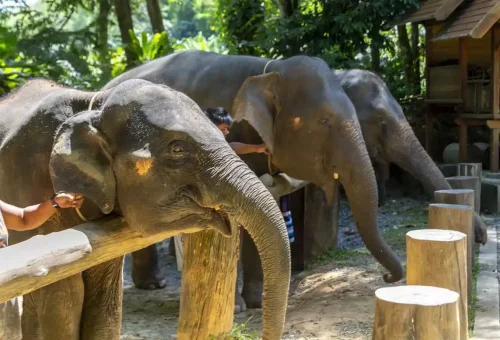 Visitor feeding an elephant with fresh fruit at an ethical elephant sanctuary near Khao Lak, facilitated by Phuket Travel Store.