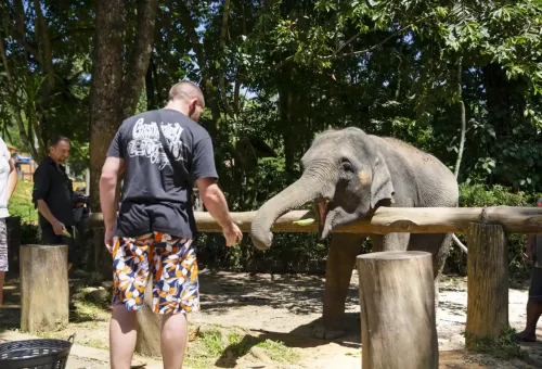 Tourist feeding a gentle elephant with banana slices at an ethical sanctuary near Khao Lak, part of Phuket Travel Store’s responsible wildlife tours.