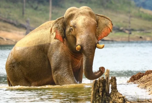 khao-lak-safari-phuket-travel-store-12