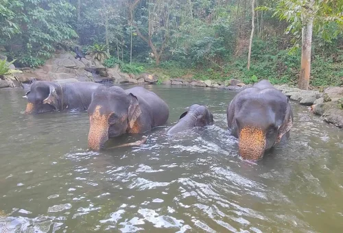 Elephants bathing in a natural river within the Khao Lak conservation park during an ethical wildlife tour with Phuket Travel Store.