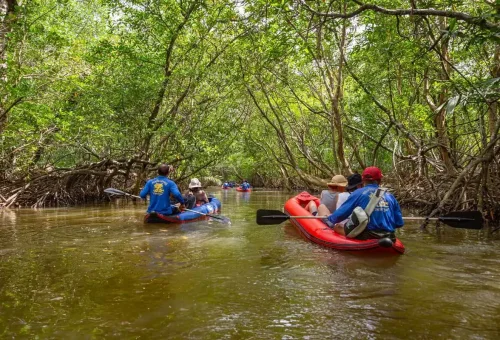 Canoeing through Klong Sang Nae mangroves in Takua Pa – eco-friendly jungle tour with Phuket Travel Store