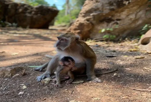 Macaque monkeys in a natural park setting in Phang Nga, Thailand, interacting and playing