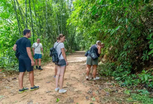 Trekking through dense jungle in Khao Sok National Park – exploring tropical rainforest trails and rich biodiversity in Thailand