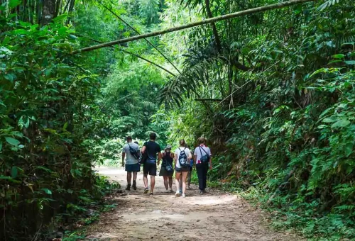 Hiker exploring the jungle trails of Khao Sok National Park – surrounded by dense rainforest and tropical vegetation