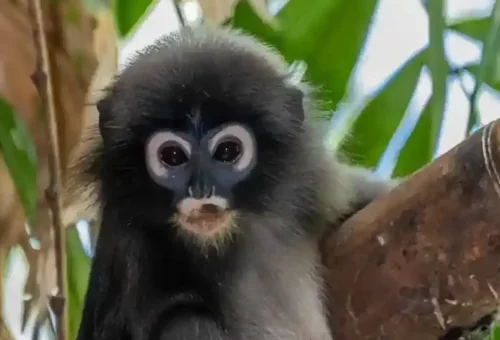 khao-sok-jungle-trekking-phuket-travel-store-17