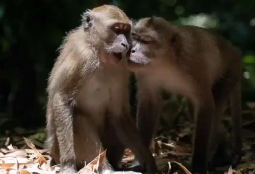 khao-sok-jungle-trekking-phuket-travel-store-18