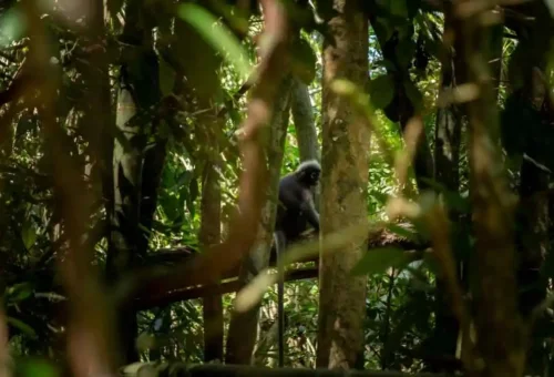 Exotic wildlife in Khao Sok National Park – animals in their natural rainforest environment in Southern Thailand