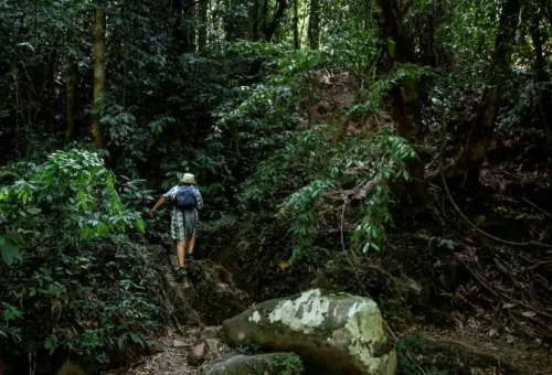 Adventurer trekking through the dense jungle of Khao Sok National Park – exploring tropical trails and rich biodiversity in Thailand