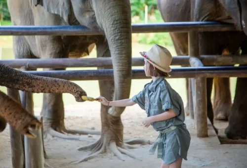 Visitor feeding a friendly elephant at an ethical sanctuary in Khao Sok National Park