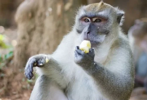 Wild macaque monkeys interacting in the natural jungle environment of Khao Sok National Park