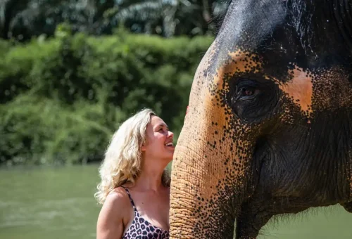 Elephants showing affection while standing near the Sok River in Khao Sok National Park, surrounded by lush jungle