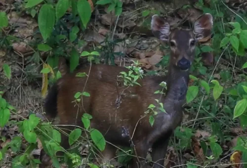 Wild animals near the shoreline of Cheow Lan Lake in Khao Sok National Park surrounded by rainforest