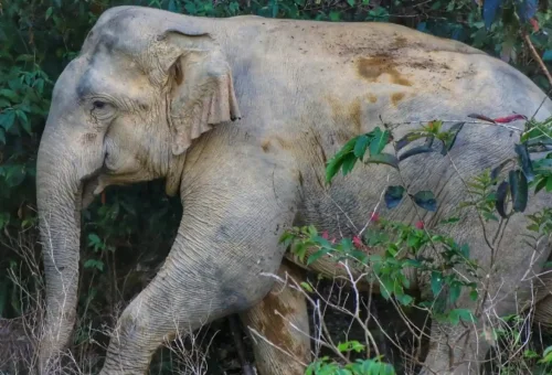 Tropical wildlife seen from a boat on Cheow Lan Lake in Khao Sok National Park, Thailand