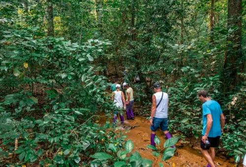 Traveler trekking through dense rainforest near Cheow Lan Lake in Khao Sok National Park